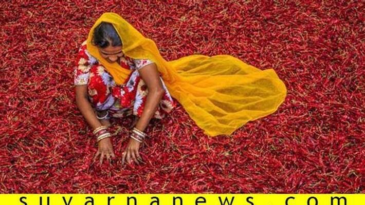 Byadagi Chilli Price Record High in Bengaluru grg Byadagi Chilli Price Record High in Bengaluru grg