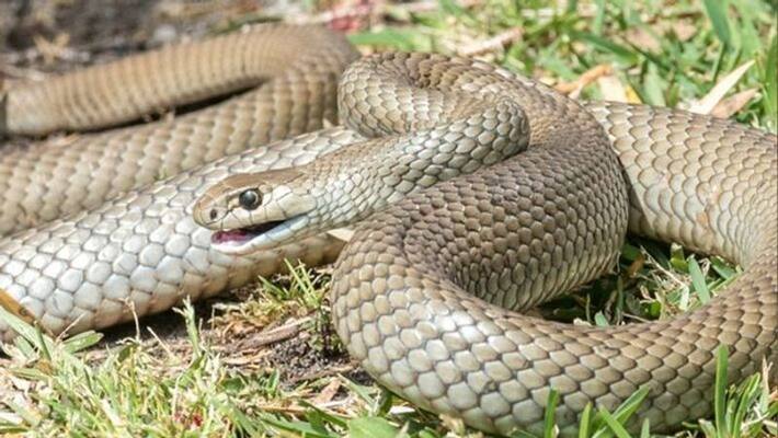 6 agriculuture labourers hospitalised for snake bite in Krishna district 6 agriculuture labourers hospitalised for snake bite in Krishna district