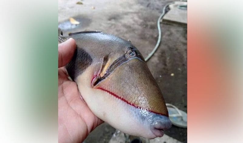 internet baffled on fish with human like teeth lips belongs to triggerfish family kph