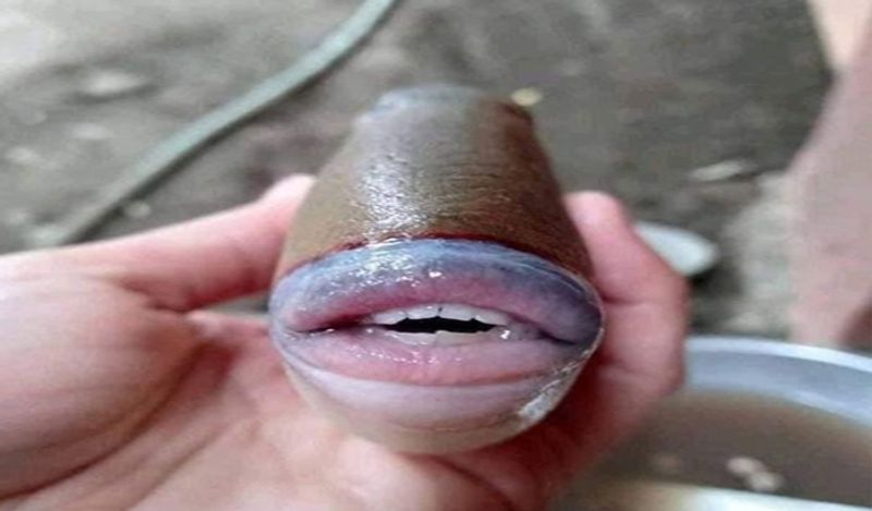 internet baffled on fish with human like teeth lips belongs to triggerfish family kph
