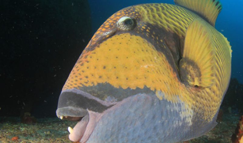 internet baffled on fish with human like teeth lips belongs to triggerfish family kph