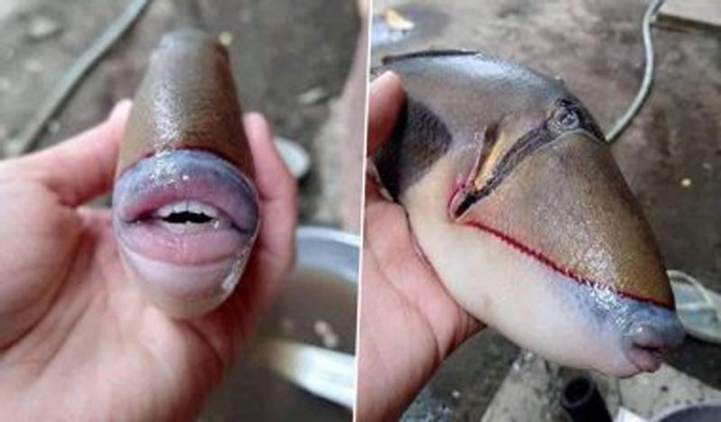 internet baffled on fish with human like teeth lips belongs to triggerfish family kph