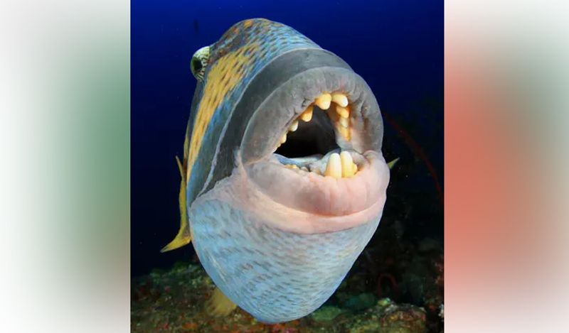 internet baffled on fish with human like teeth lips belongs to triggerfish family kph