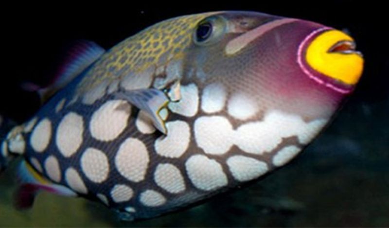 internet baffled on fish with human like teeth lips belongs to triggerfish family kph