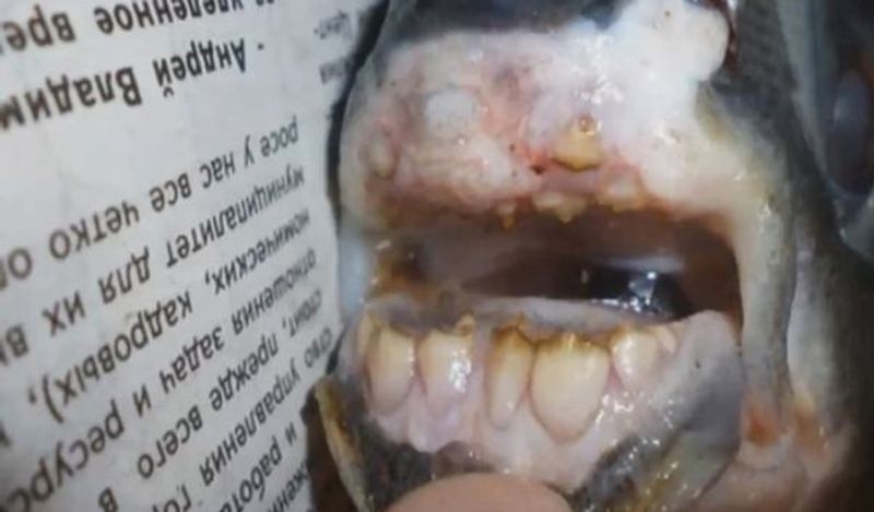 internet baffled on fish with human like teeth lips belongs to triggerfish family kph