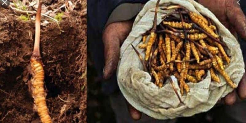 এই জাতীয় ফাঙ্গাসকে 'কীরা জরি' বলেও ডাকা হয়। এগুলি মূলত উত্তরাখণ্ডে পাওয়া যায়।