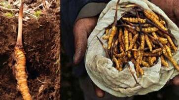 1 kg Rs.20 lakh! Do you know about this 'Himalayan Viagra'? So what's so special? 1 kg Rs.20 lakh! Do you know about this 'Himalayan Viagra'? So what's so special?