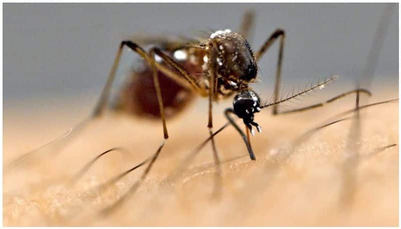 Why do mosquitoes drink blood , Research results that shocked scientists