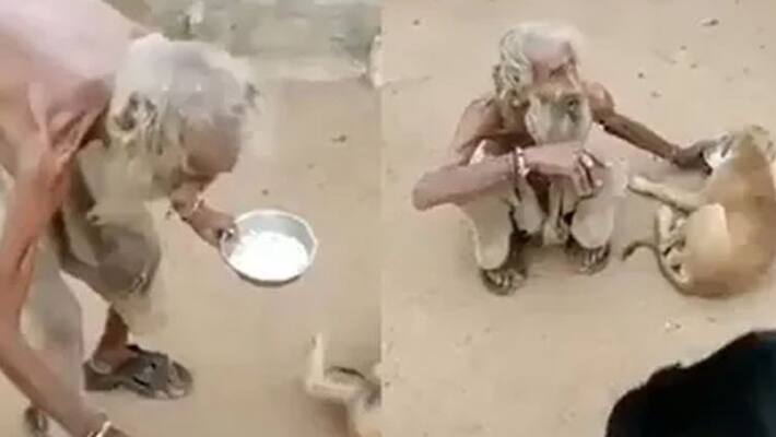 viral video beggar feeds street dogs his plate viral video beggar feeds street dogs his plate