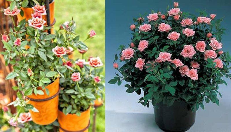 how to grow miniature roses indoor