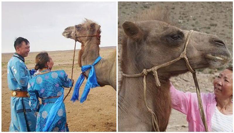 camel who trekked alone to find its former owners after being sold to another family