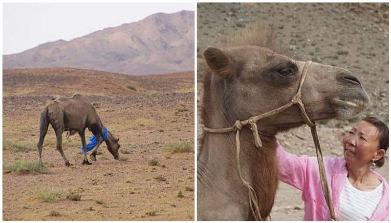 camel who trekked alone to find its former owners after being sold to another family