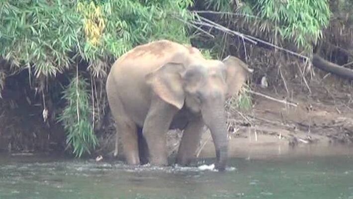 World Elephant Day: 35 elephant dies in Kerala World Elephant Day: 35 elephant dies in Kerala