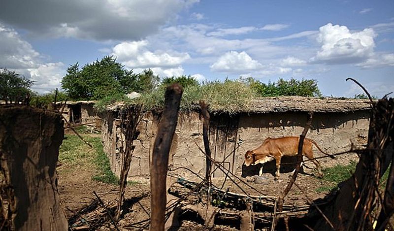 father traded 12 year old minor girl for beef forcing her to marry 2 old men within 1 month kph