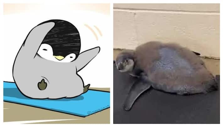 Baby penguin does yoga video may inspire you to pick up an exercise mat BSS Baby penguin does yoga video may inspire you to pick up an exercise mat BSS