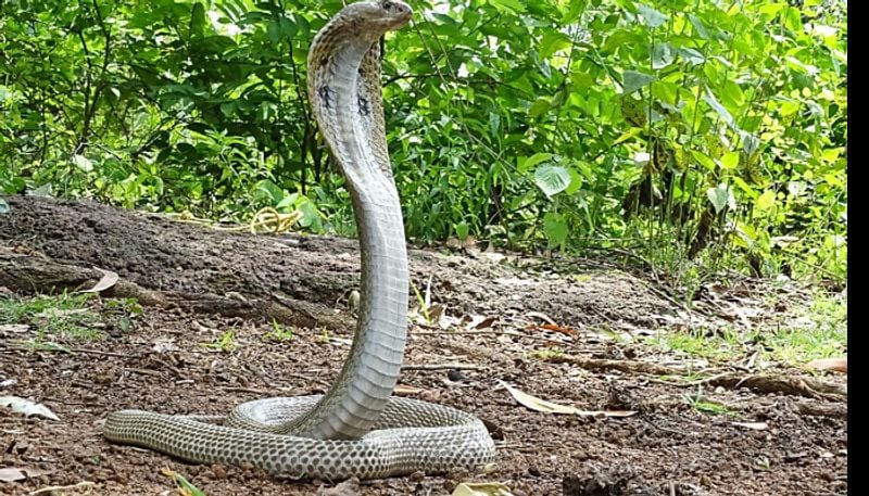 পুজোর সামনে আসন পেতে দিয় হয়, যার উপর বসে সাপ দেবতার কাছে পুজো অর্পণ করুন। এই পুজোর অন্যতম উপাদান হয় দুধ ও কলা।