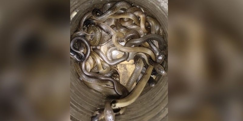 রেহাই মিলছে না কোয়ারেন্টাইন সেন্টারেও। দিন কয়েক আগে দাসপুর কোয়ারেন্টাইনে সেন্টারে এক পরিযায়ী শ্রমিককে ছোবল মারে বিষধর সাপ। চিকিৎসায় অবশ্য বেঁচে যান তিনি।