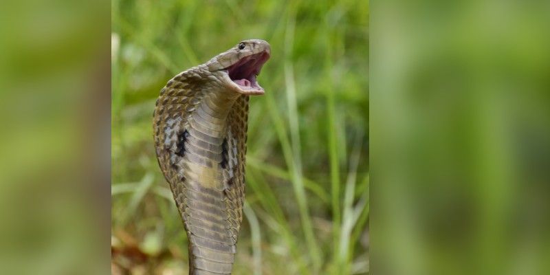স্বাস্থ্য দপ্তরের তথ্য, ছ'মাসে মেদিনীপুর জেলায় সাপের কামড় খেয়েছেন দেড়শো জনেরও বেশি। মারা দিয়েছেন অনেকেই। স্থানীয় বাসিন্দাদের সতর্ক থাকার পরামর্শ দেওয়া হয়েছে।