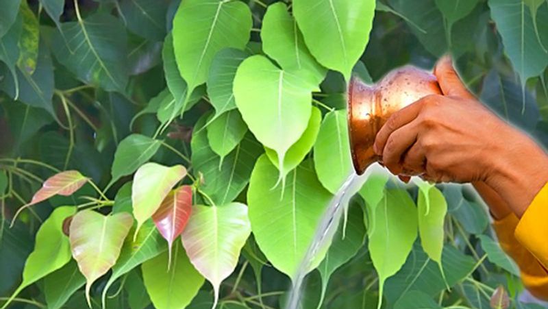 To avoid the inauspicious effects of Pitra dosha, do any one of these 7 remedies on July 20 KPI