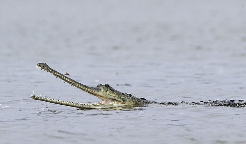 indian wildlife photographer captured hundreds crocodiles together in shocking pictures kph