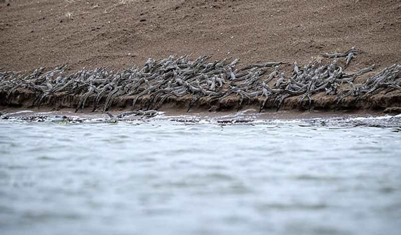 indian wildlife photographer captured hundreds crocodiles together in shocking pictures kph