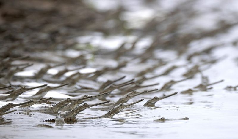 indian wildlife photographer captured hundreds crocodiles together in shocking pictures kph