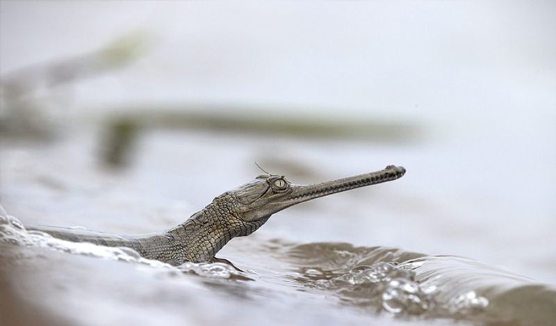 indian wildlife photographer captured hundreds crocodiles together in shocking pictures kph