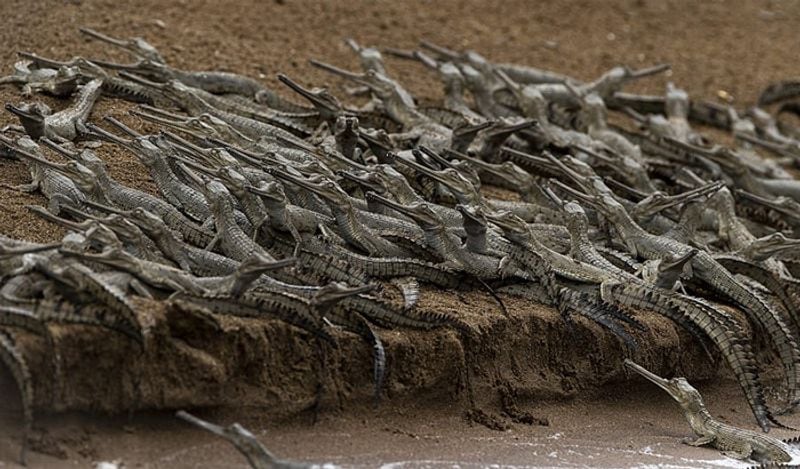 indian wildlife photographer captured hundreds crocodiles together in shocking pictures kph