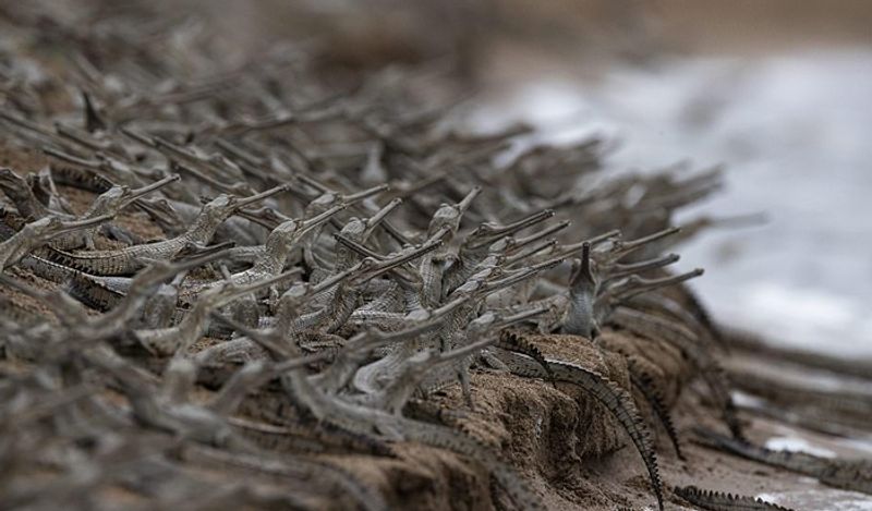 indian wildlife photographer captured hundreds crocodiles together in shocking pictures kph