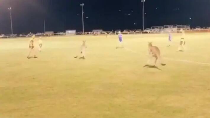 Kangaroos disrupt a football match in Australia Kangaroos disrupt a football match in Australia