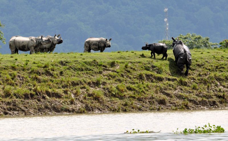 Assam floods 108 animals die at Kaziranga National Park KPP