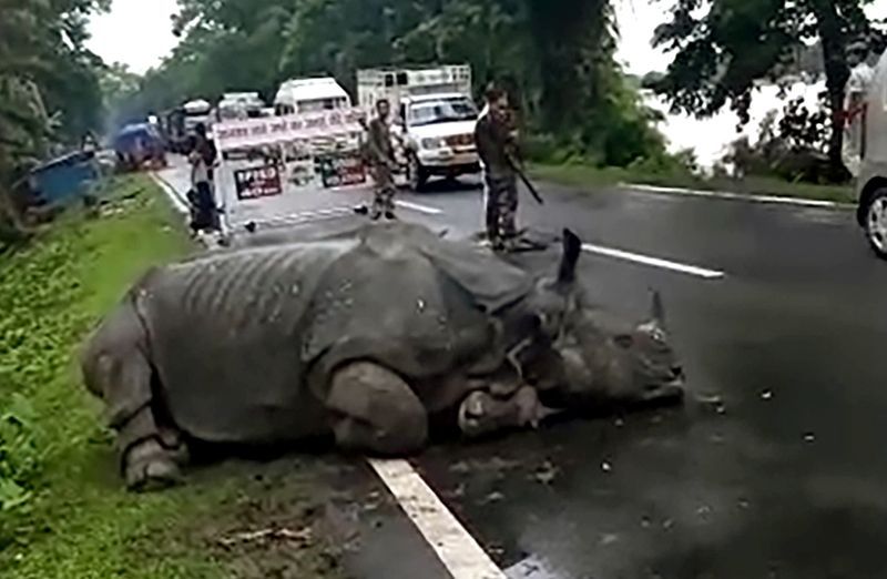 Assam floods 108 animals die at Kaziranga National Park KPP