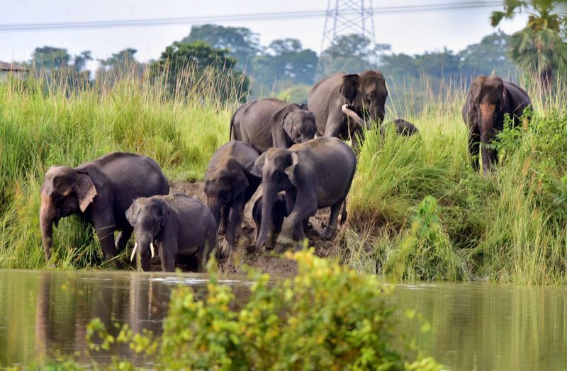 Habits of animals that human must learn for better health