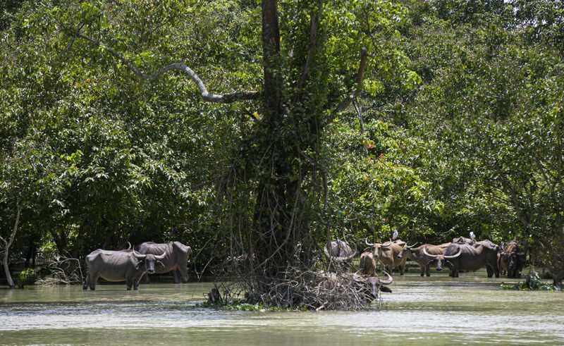 Assam floods 108 animals die at Kaziranga National Park KPP
