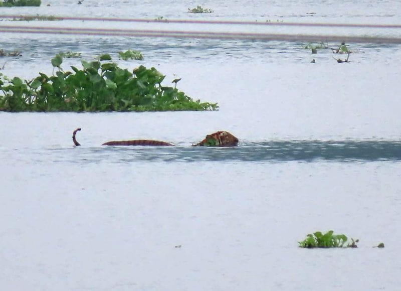Assam floods 108 animals die at Kaziranga National Park KPP