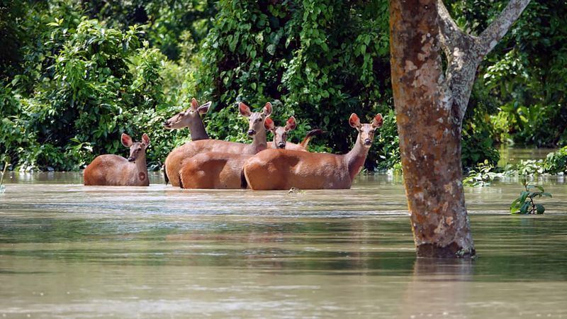 Assam floods 108 animals die at Kaziranga National Park KPP