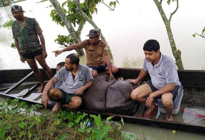 Assam floods 108 animals die at Kaziranga National Park KPP
