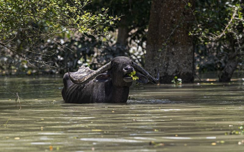 Assam floods 108 animals die at Kaziranga National Park KPP