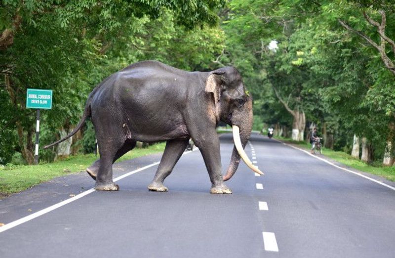 Assam floods 108 animals die at Kaziranga National Park KPP