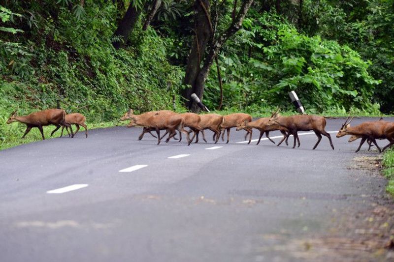 Assam floods 108 animals die at Kaziranga National Park KPP