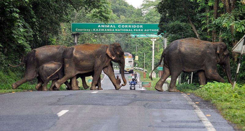 Assam floods 108 animals die at Kaziranga National Park KPP