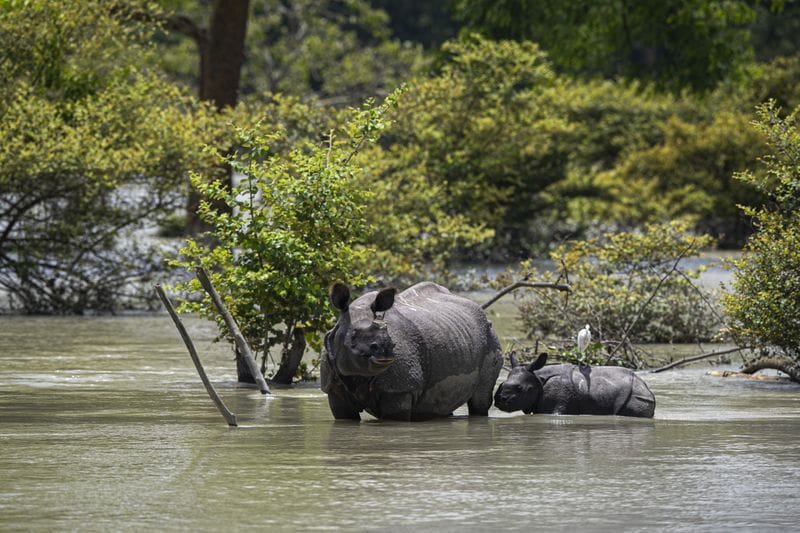 Assam floods 108 animals die at Kaziranga National Park KPP