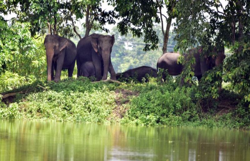 Assam floods 108 animals die at Kaziranga National Park KPP