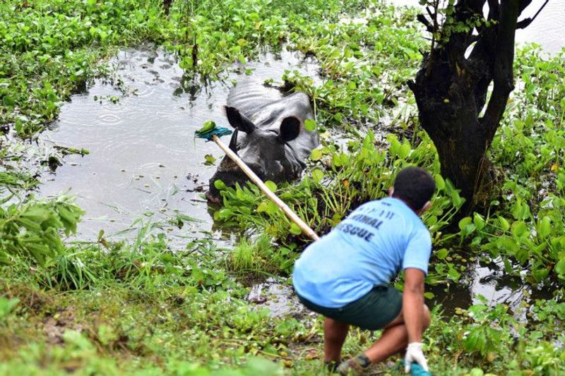 Assam floods 108 animals die at Kaziranga National Park KPP