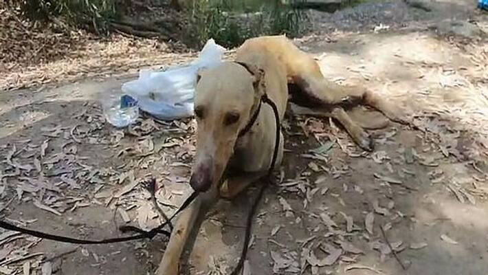 Female dog sexually assaulted by 40 year old man at Thane Female dog sexually assaulted by 40 year old man at Thane