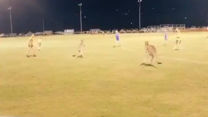 Kangaroos disrupt a football match in Australia Kangaroos disrupt a football match in Australia