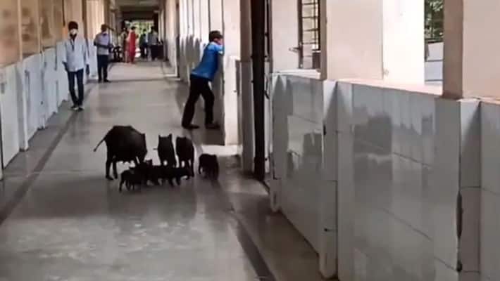 Pigs taking a stroll in Karnataka's COVID hospital corridors causes outrage, health minister takes action Pigs taking a stroll in Karnataka's COVID hospital corridors causes outrage, health minister takes action