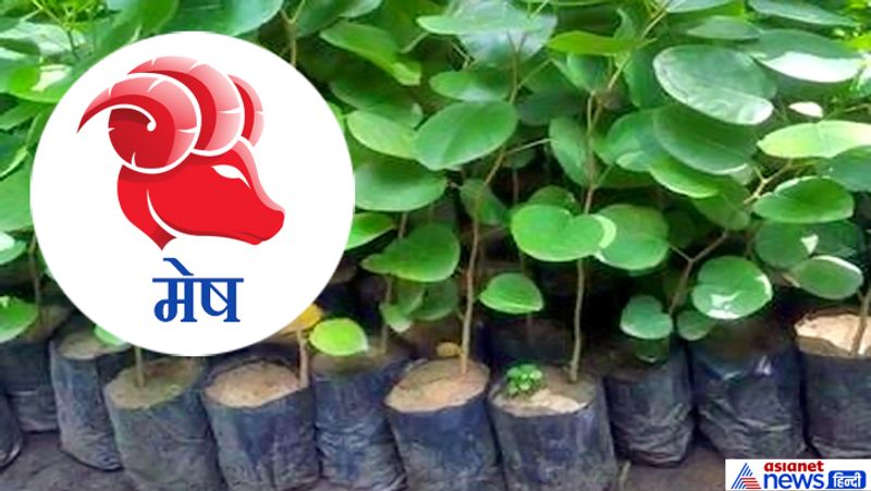 Hariyali Amavasya today: doing plantation according to your zodiac sign may remove planetary defects KPI