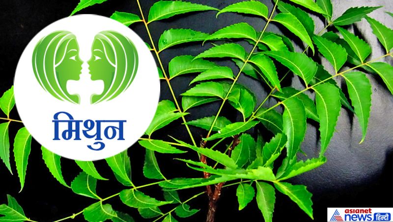 Hariyali Amavasya today: doing plantation according to your zodiac sign may remove planetary defects KPI