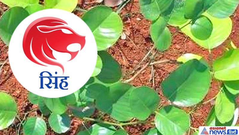 Hariyali Amavasya today: doing plantation according to your zodiac sign may remove planetary defects KPI